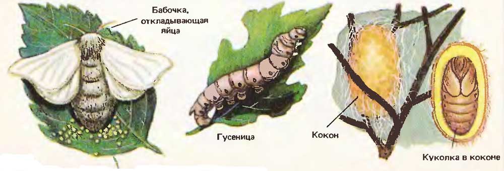 цикл жизни тутового шелкопряда