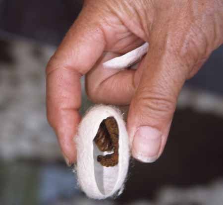 гусеница в коконе