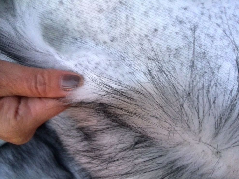 трикотажный искусственный мех