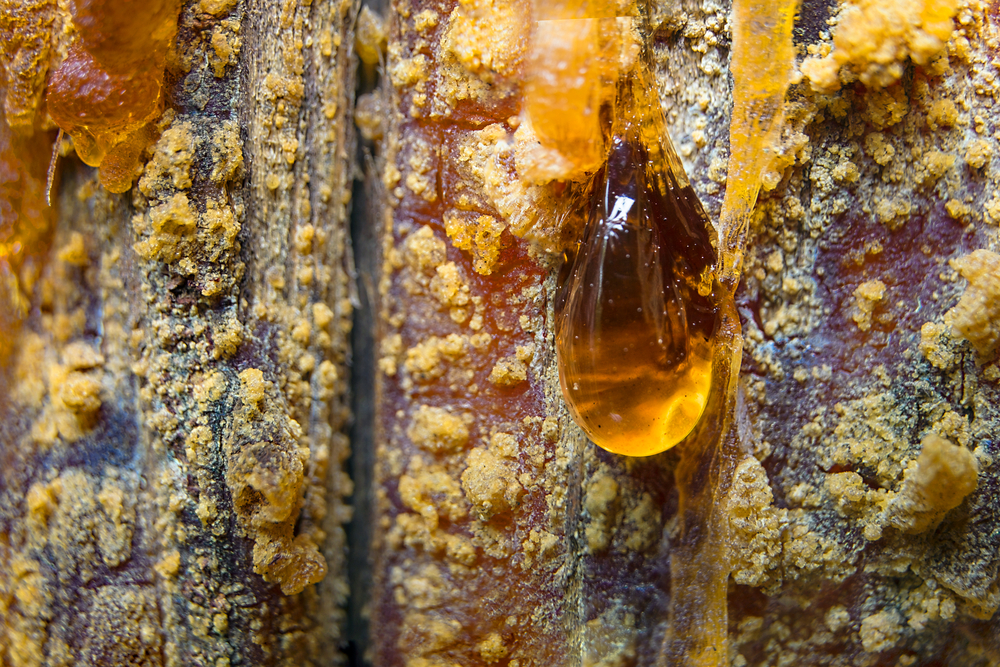 Как отстирать смолу с одежды